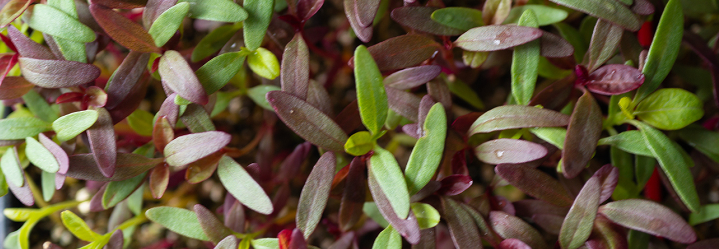 microgreens
