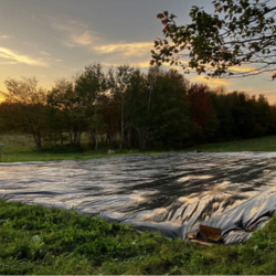 tarping to terminate cover crops