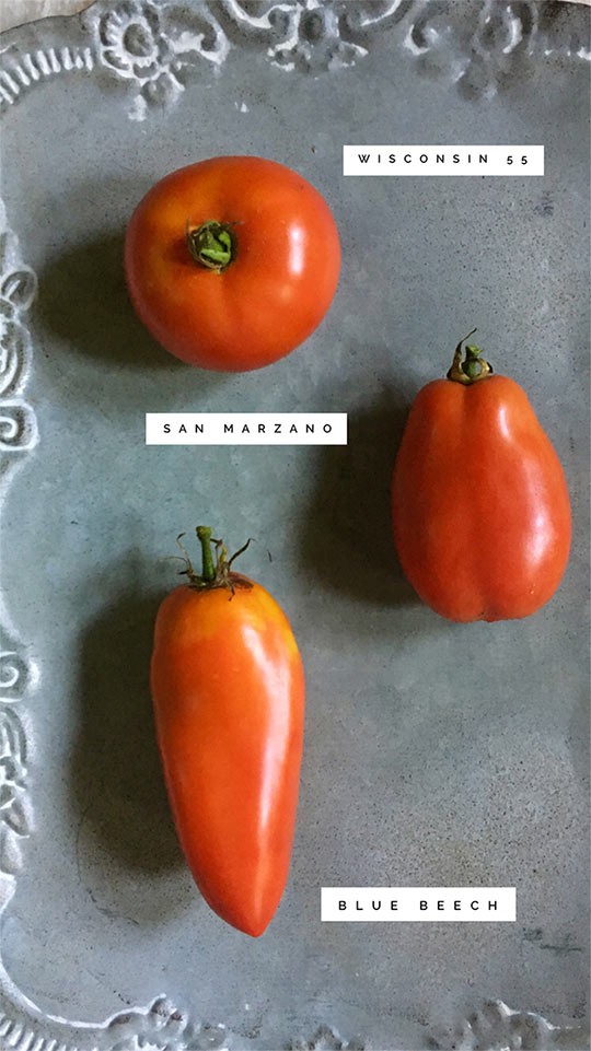 3 Johnny's Open-Pollinated Tomatoes. Photo courtesy Finch & Folly 3 Johnny's Open-Pollinated Tomatoes. Photo courtesy Finch & Folly