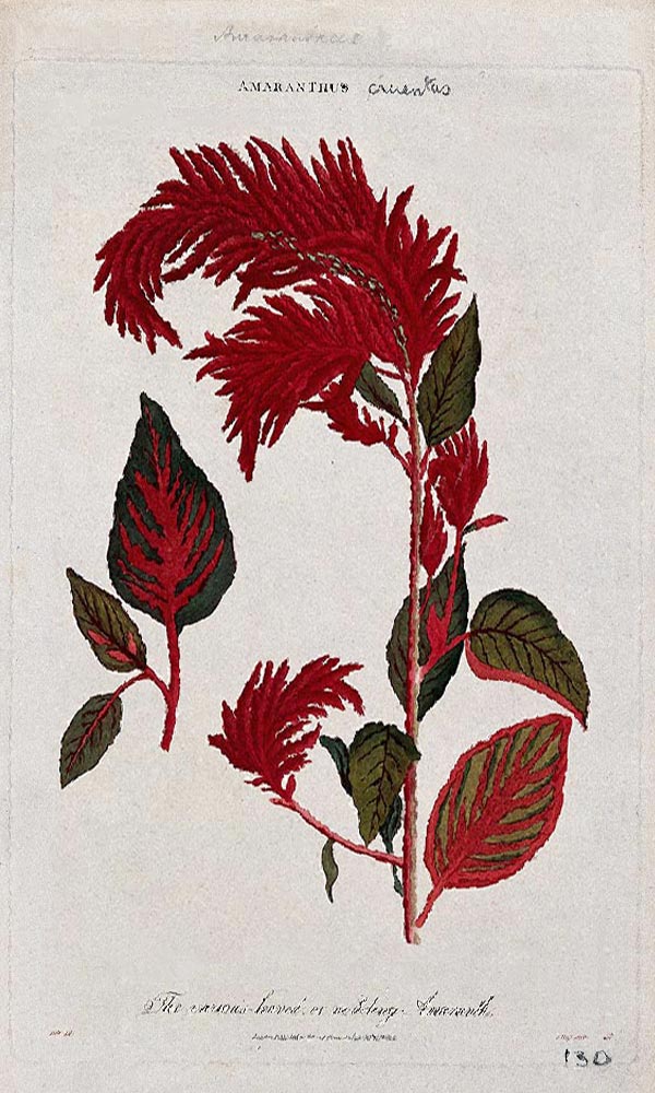 Amaranthus