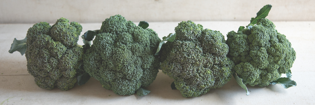 heads of broccoli