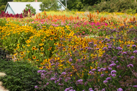 flower field