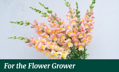 gifts for the flower grower