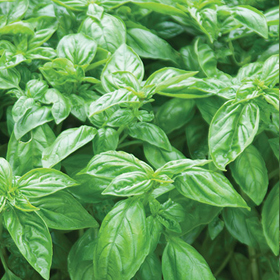 Basil from Seed
