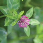 medium red clover