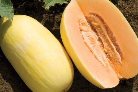 crenshaw melon