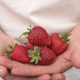 Fall-Planted Strawberries