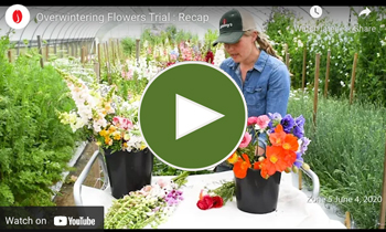 View Our Overwinter Flower Trial Recap Video