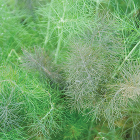 Fennel Leaf