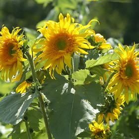 Sunflowers