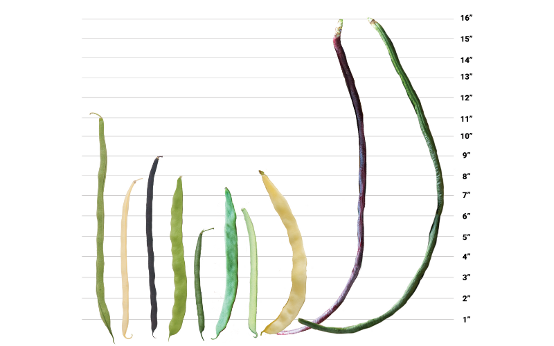 Pole beans in a range of colors, flavors & shapes