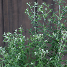 Mountain Mint