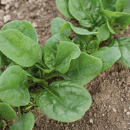 Lizard spinach