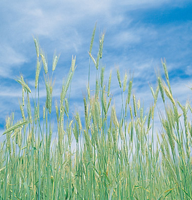 Biomass/Organic Matter