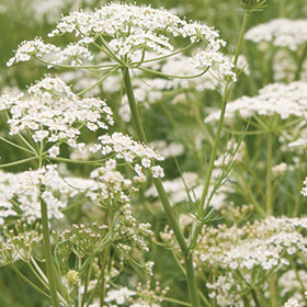  Caraway