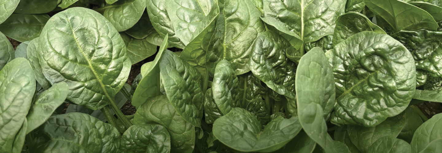 Spinach—Seasonal Slotting & Variety Traits