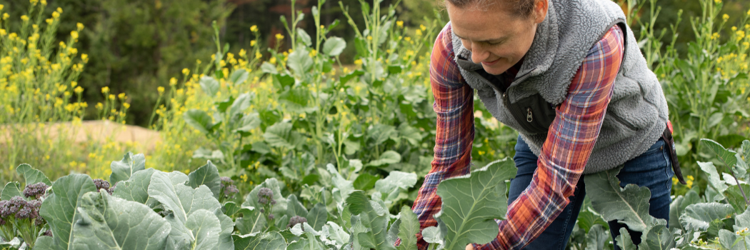 Follow Our Planting Programs to Optimize Harvest Yield