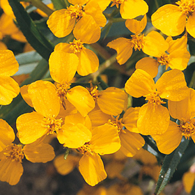 Mexican Mint Marigold