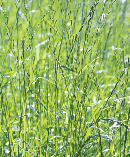Ryegrass