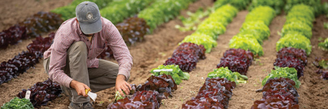 harvesting lettuce