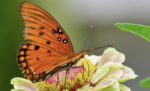 Flower Growing in Southern States Webinar