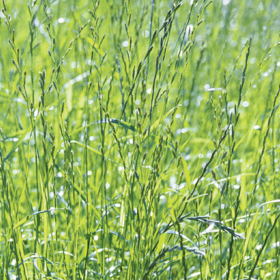 How to Ryegrass