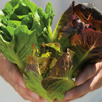 Full Head Lettuce Planting Program