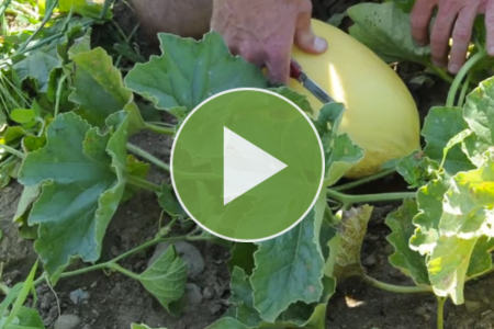 video on when piel de crenshaw melons are ready to harvest