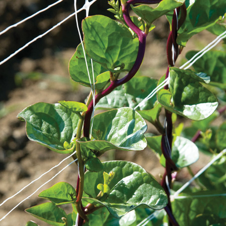Red Malabar Spinach Red Malabar Spinach