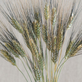 Ornamental grass 