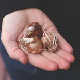 saffron crocus bulbs