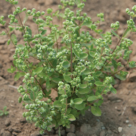 Sweet Marjoram from Seed