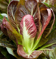 Fiero radicchio