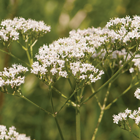 Valerian