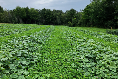 reduced till cucumber field
