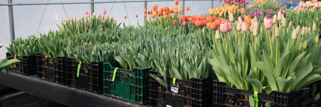 forced tulip bulbs Forced tulips in a high tunnel