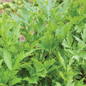 Lovage