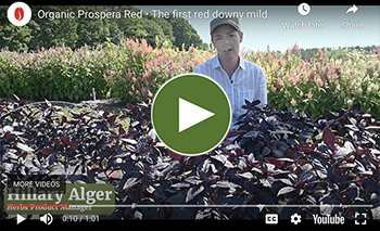 Watch a video about Prospera Red DMR basil