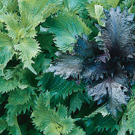Shiso