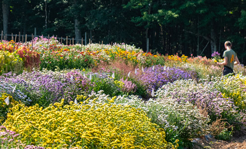 New-for-2023 • Flowers and Floriculture Tools and Supplies Webinar