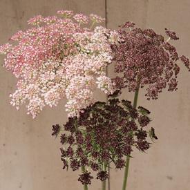 Flowers For Overwintering