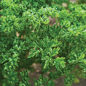Parsley