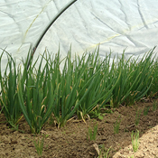 Overwintering Onions