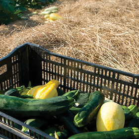 Summer Squash