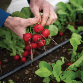 winter tunnel red round radishes