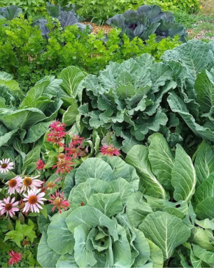 flowers interplanted with vegetables