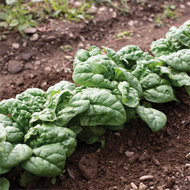 Hammerhead spinach