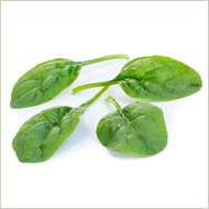 Sunangel spinach