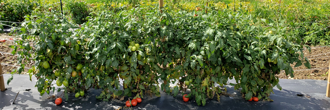 Johnny's Trial Greenhouse in Albion, Maine