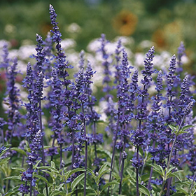 How to Grow Salvia farinacea